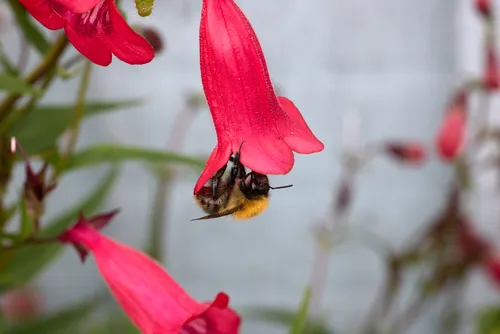 Bee on Penstemon side This nature macro photograph captures a bee, an insect, gathering nectar from the vibrant red flower of the Penstemon ‘King George V’ plant. The image was taken in the early afternoon during the summer season, which is evident from the lush greenery and the active presence of bees among the flowers. The photograph showcases the intricate relationship between insects and plants, focusing on the moment the bee interacts with the flower. The Penstemon ‘King George V’ flower’s tubular shape is prominent, drawing attention to the vivid colors and textures that are characteristic of summer blooms. No famous landmarks are visible, ensuring the subject remains the bee on Penstemon in its natural habitat.